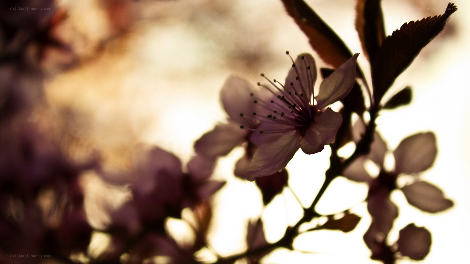 cherry blossom in sunlight