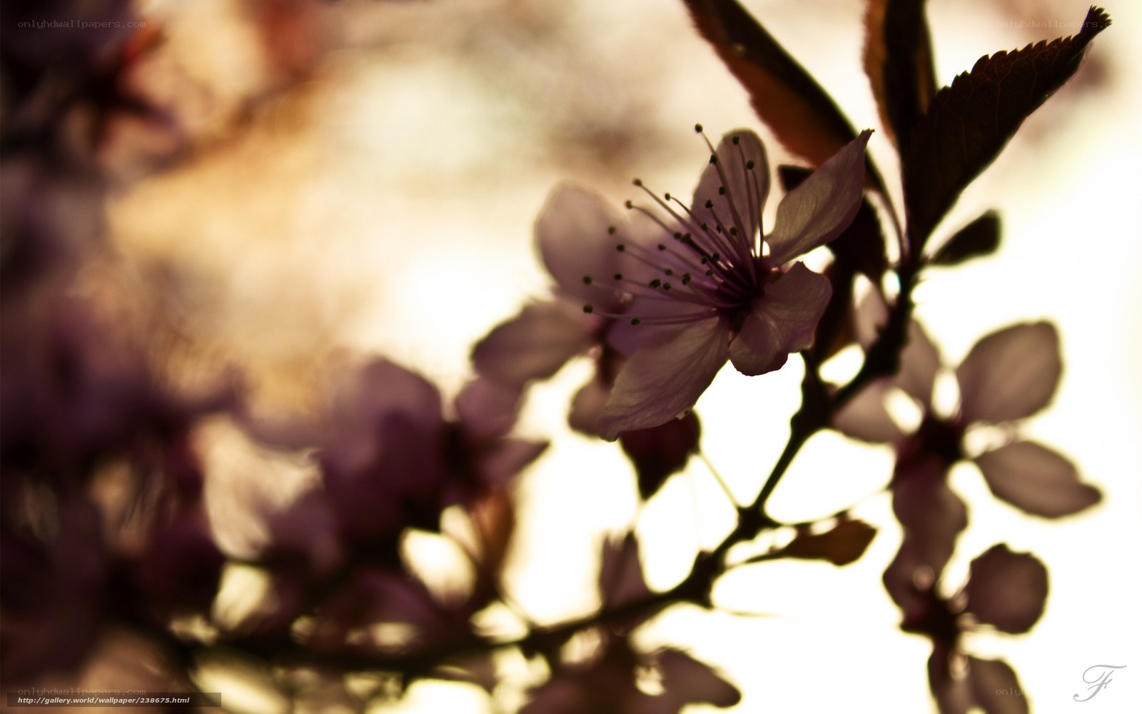 Cherry blossom in sunlight