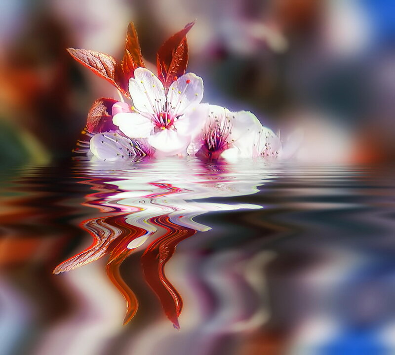 Cherry Blossom in Water — White