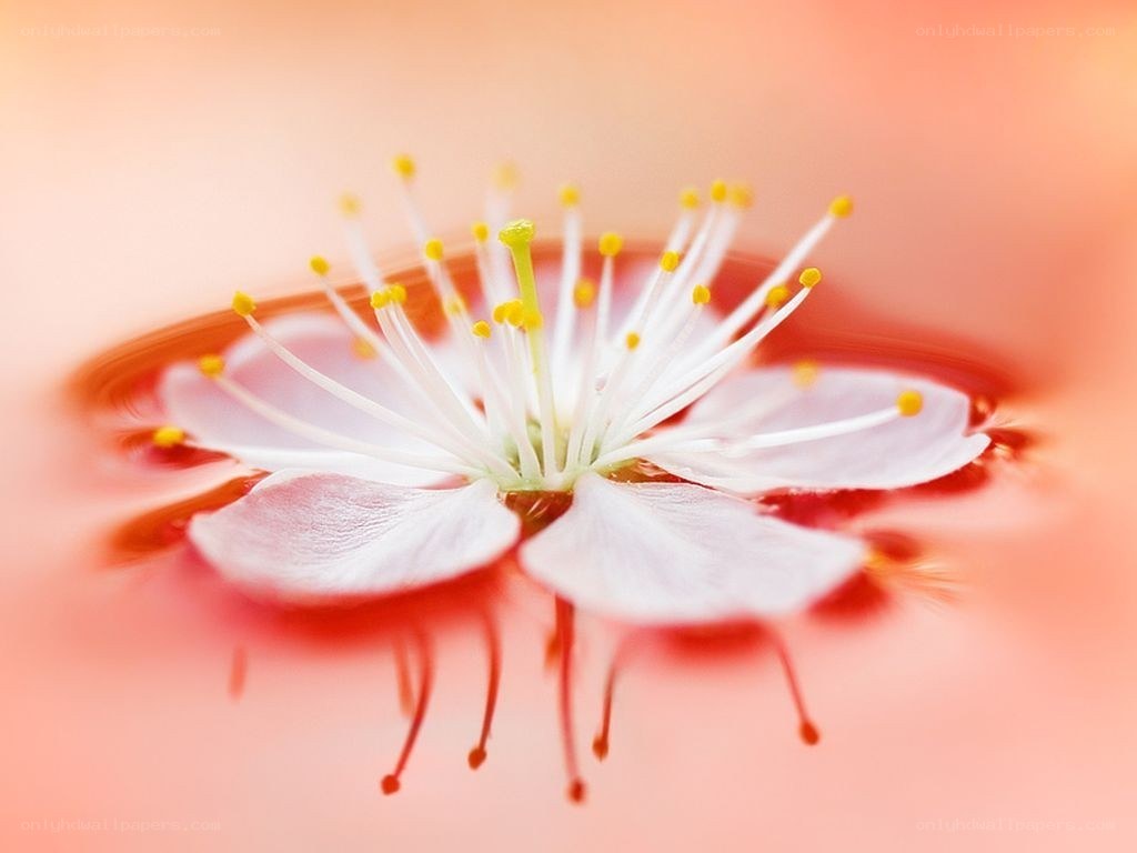 Cherry blossom in water