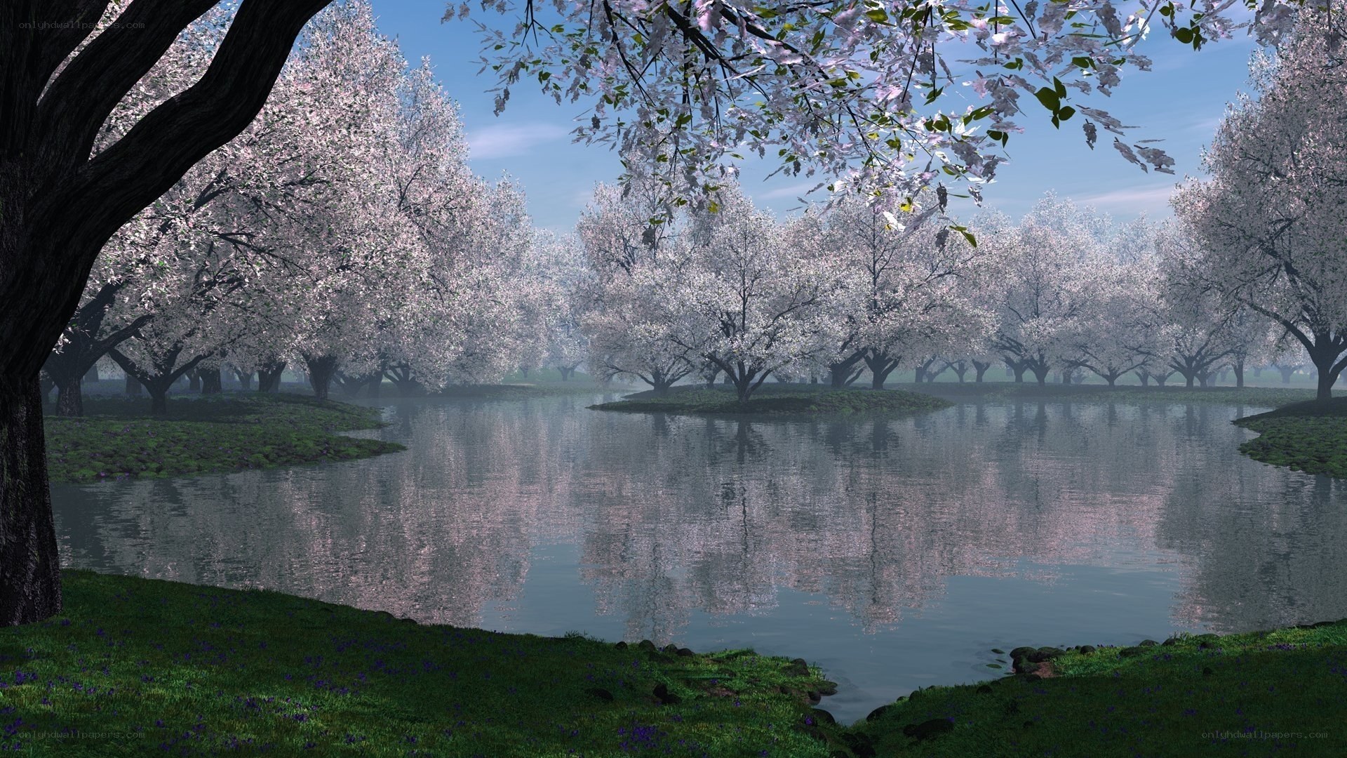 Cherry blossom lake scene