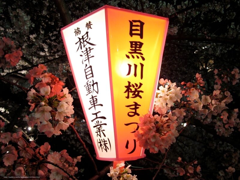 Cherry blossom lantern at night
