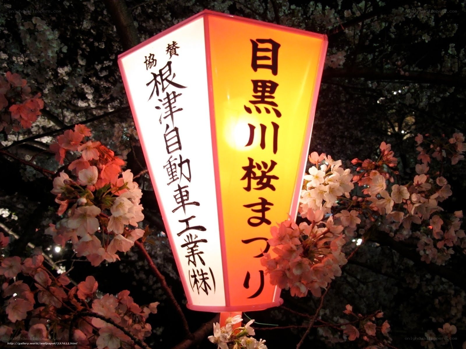 Cherry blossom lantern at night
