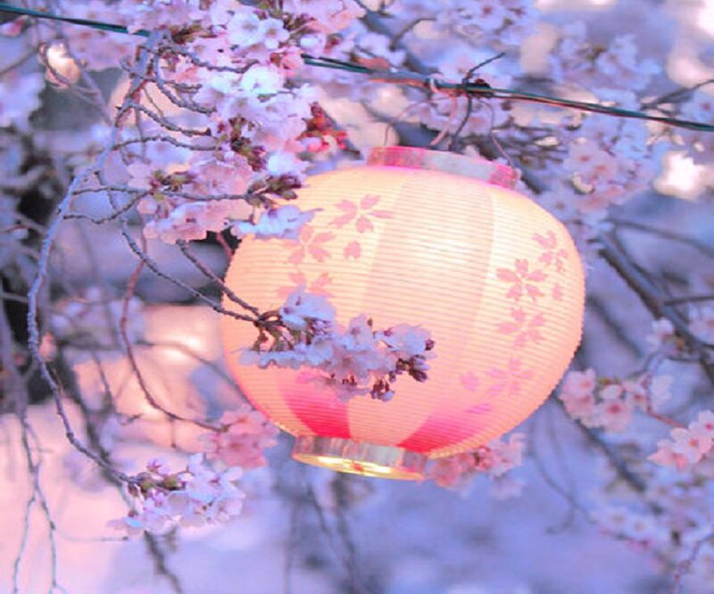 Cherry Blossom Lantern