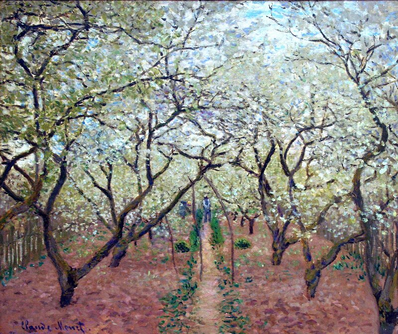 Cherry Blossom Orchard