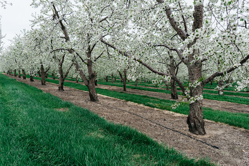 Cherry Blossom Orchard — Green
