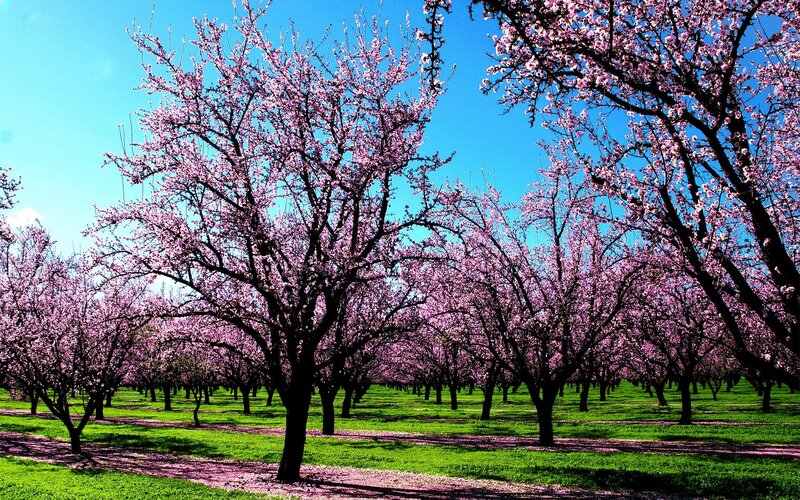 Cherry Blossom Orchard — Pink, Serene, Spring