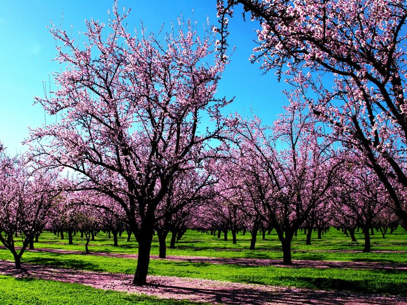 Cherry Blossom Orchard — Pink
