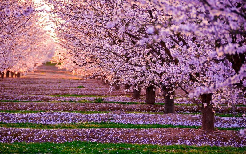 Cherry Blossom Orchard — Purple