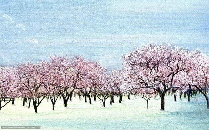Cherry blossom orchard