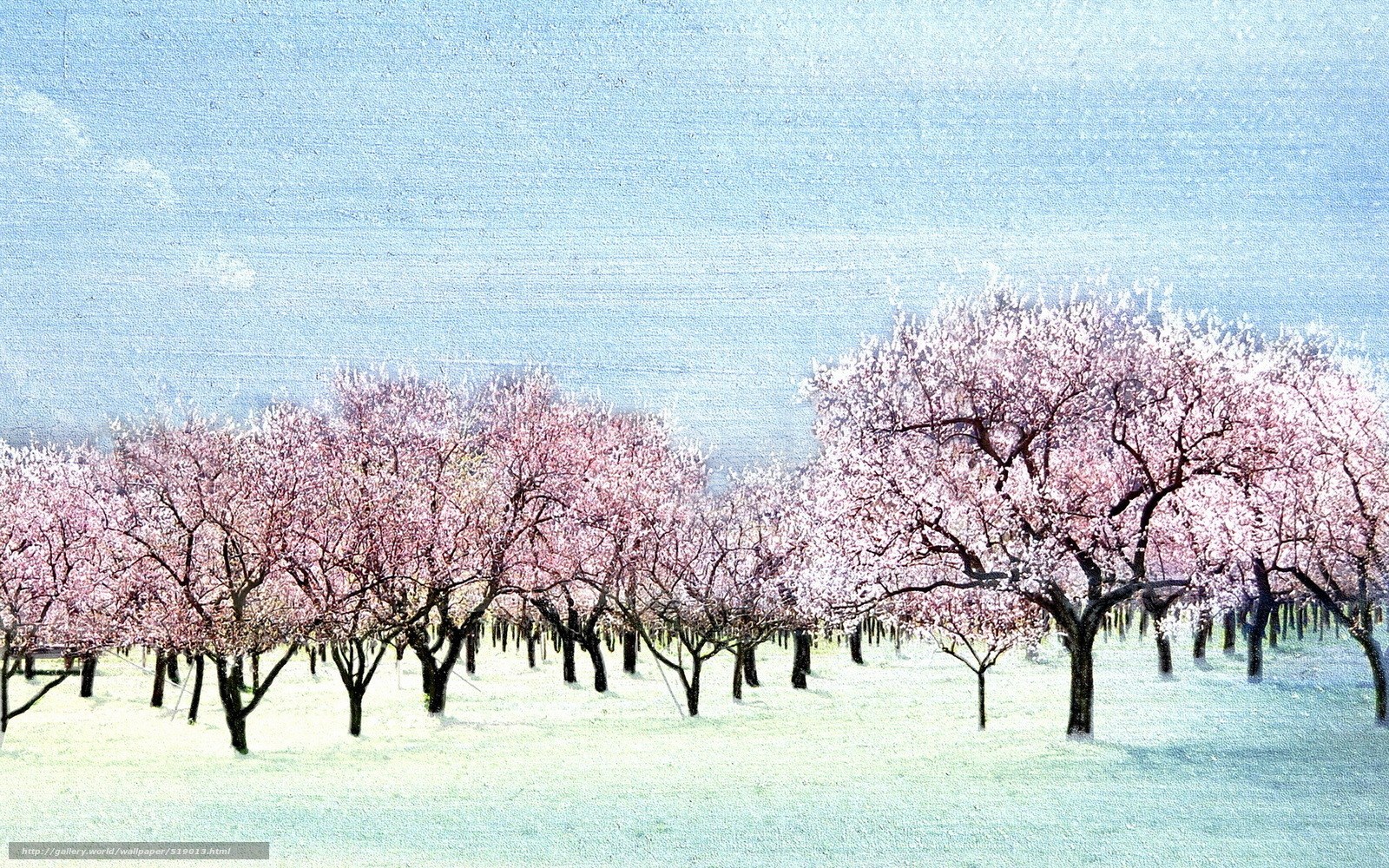 Cherry blossom orchard