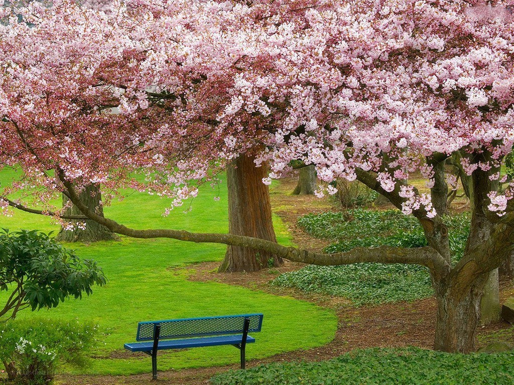 Cherry blossom park bench