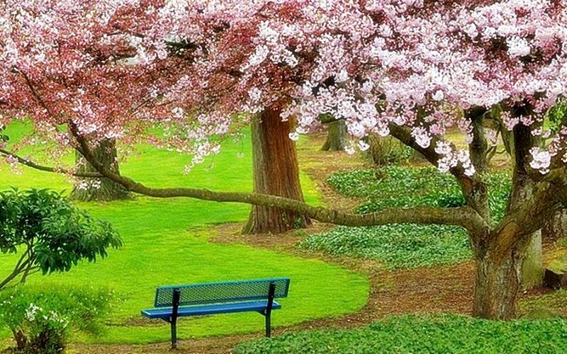 Cherry blossom park bench
