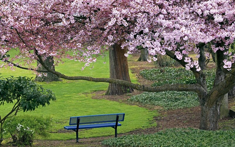 Cherry blossom park bench
