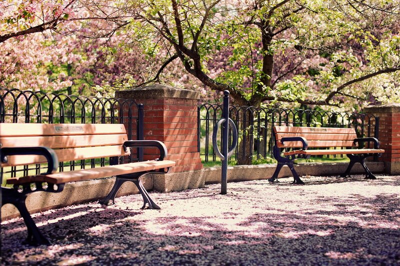 Cherry Blossom Park Benches — Pink