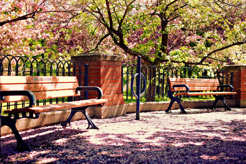 Cherry Blossom Park Benches