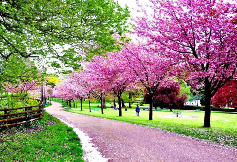 Cherry blossom park path