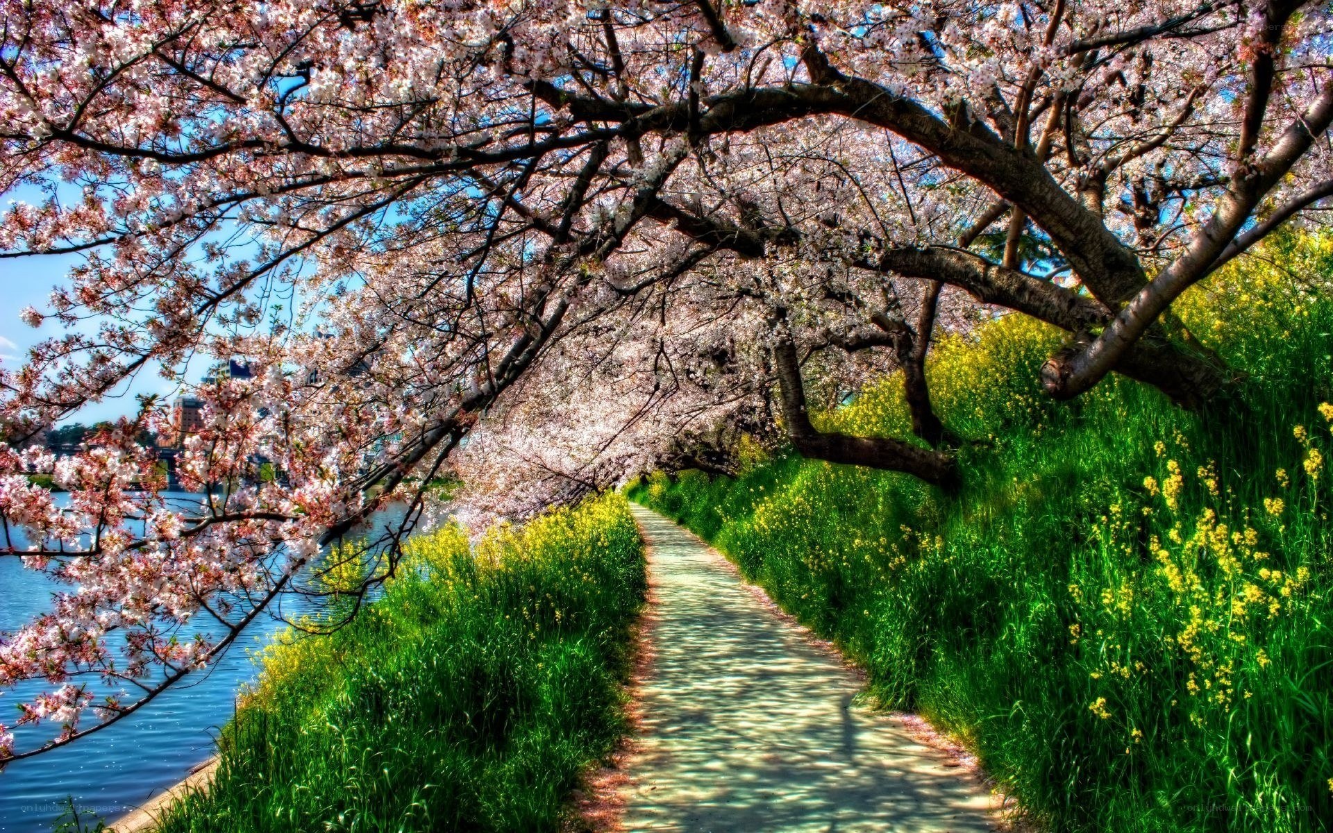 Cherry blossom path by the river