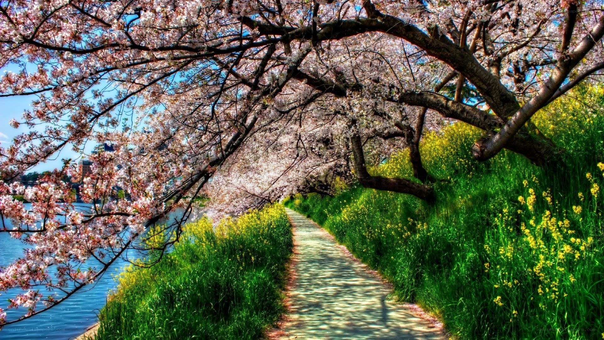 Cherry blossom path by the river