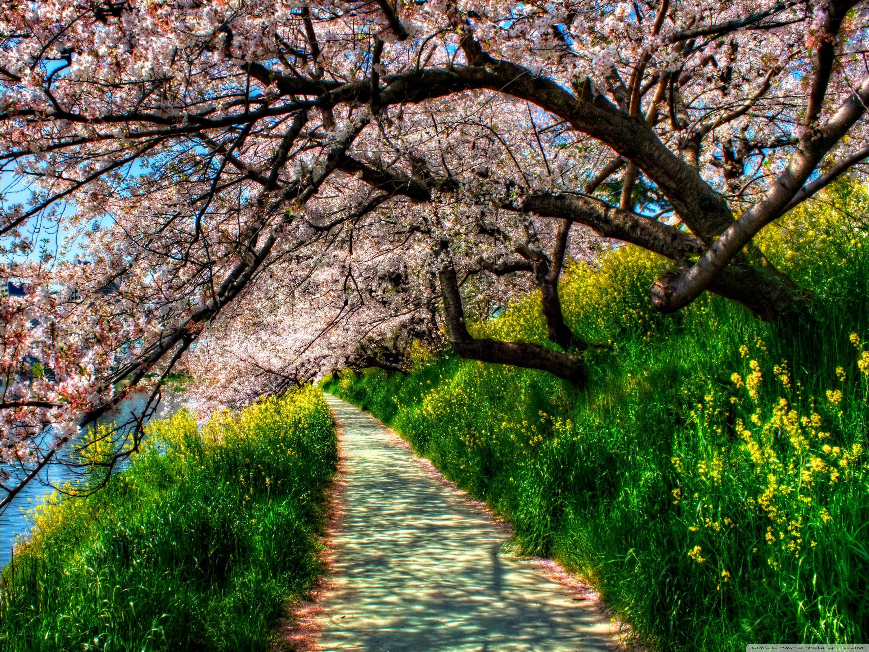 Cherry blossom path by the river