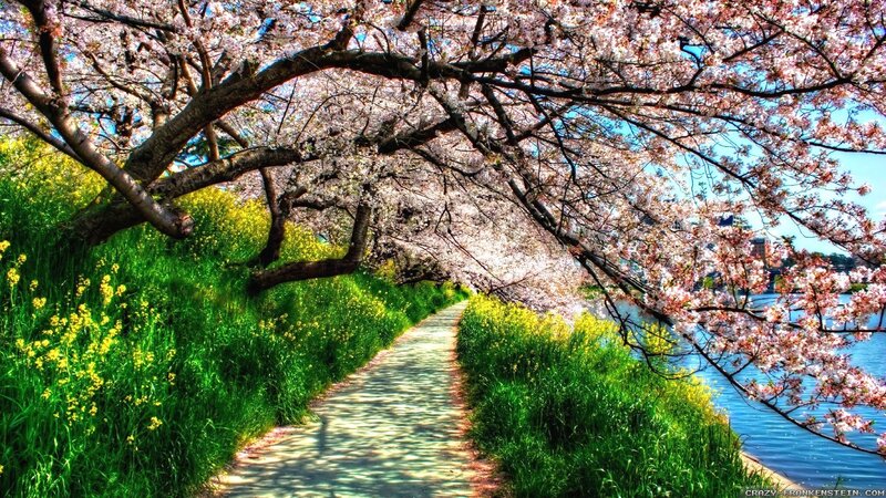 Cherry Blossom Path — Green