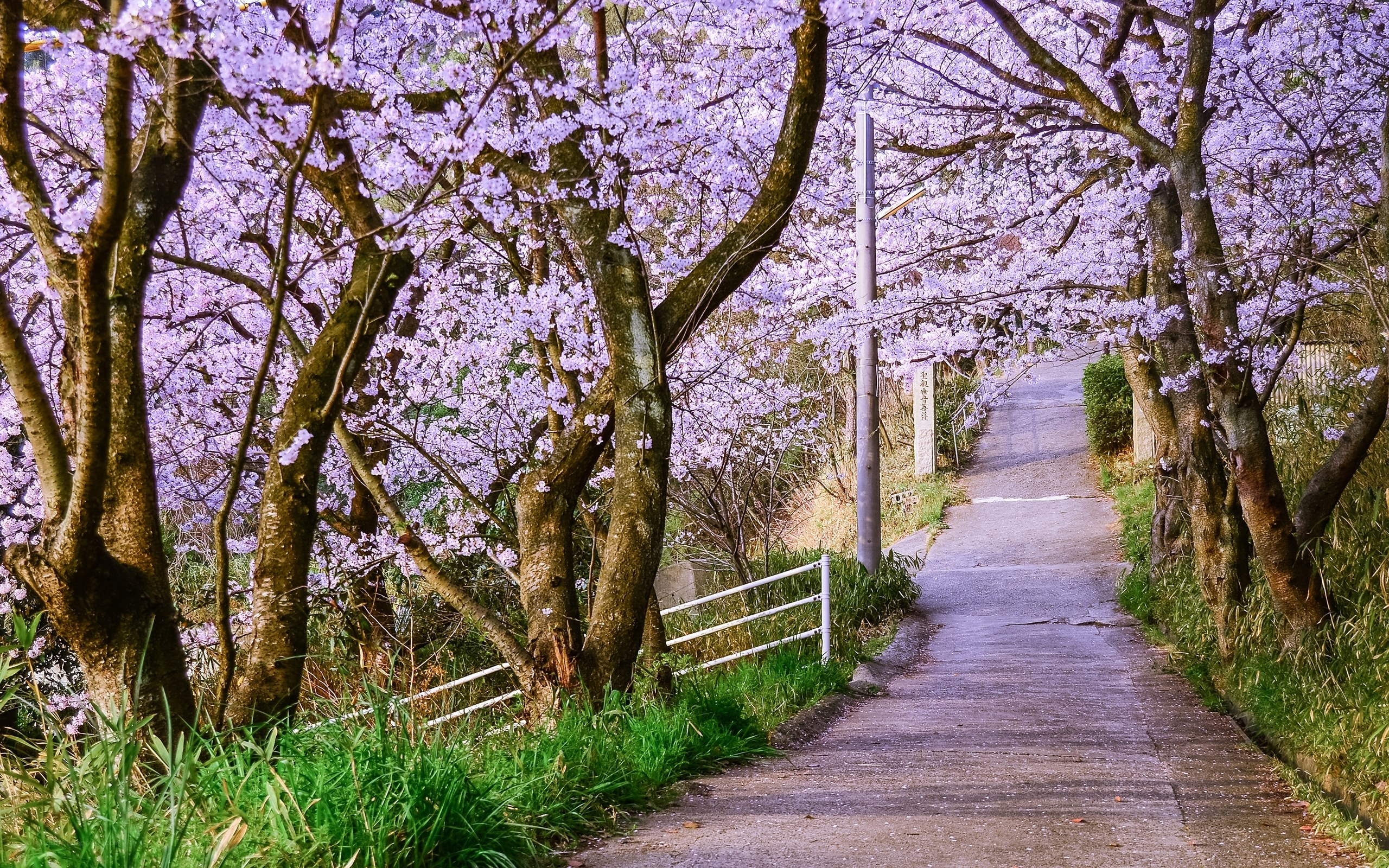 Cherry blossom path in spring