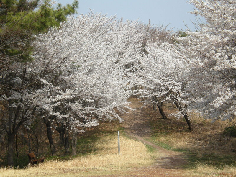 Cherry blossom path in spring