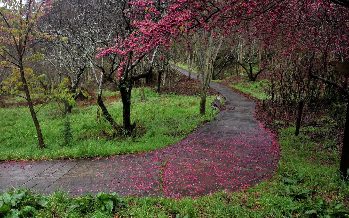 Cherry blossom path in spring