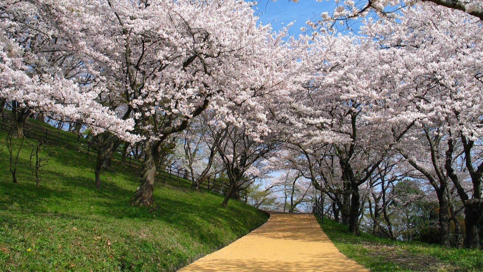 Cherry blossom path in spring