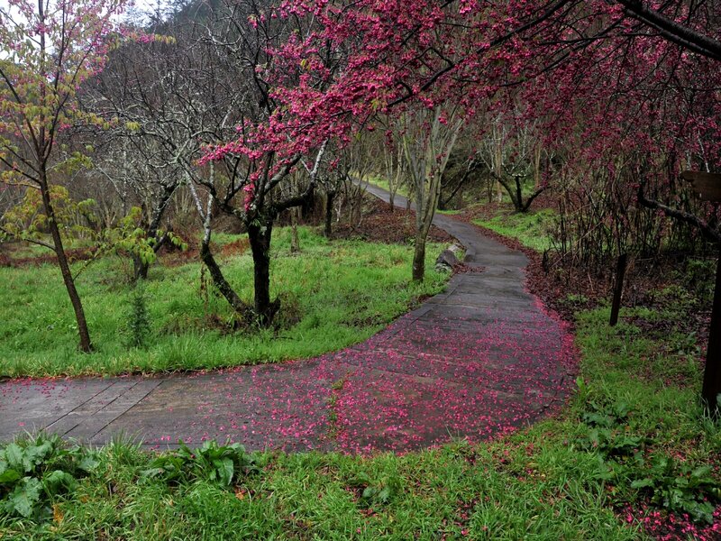 Cherry blossom path in spring
