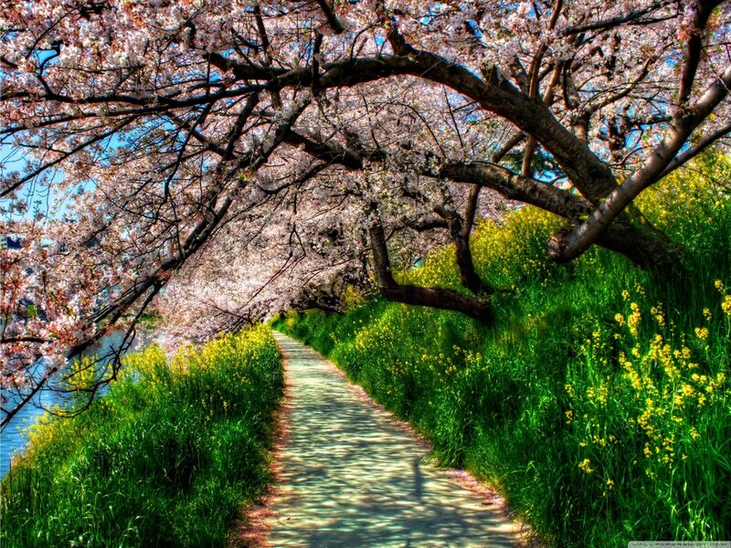 Cherry Blossom Path — Pink, Serene, Spring, Photograph, River