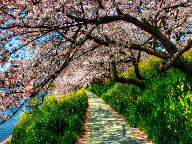 Cherry Blossom Path — Pink