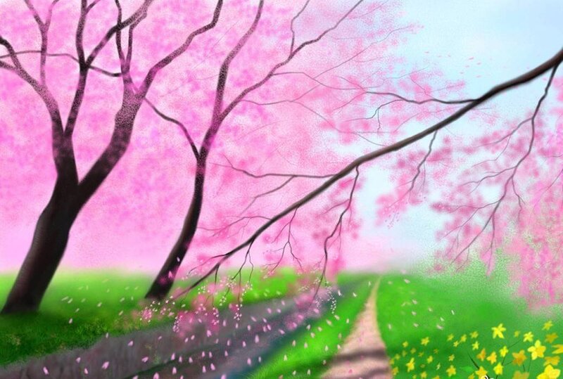 Cherry blossom path