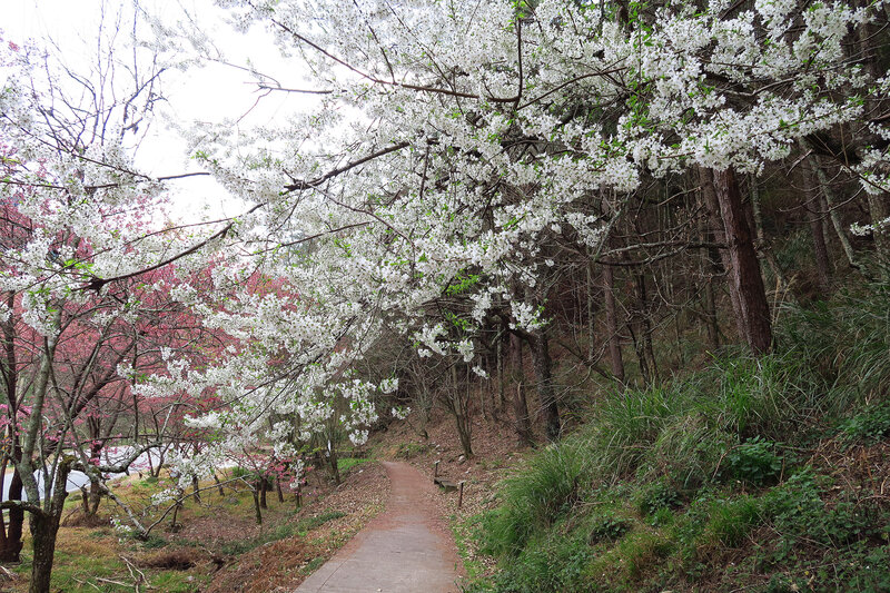 Cherry Blossom Path — White