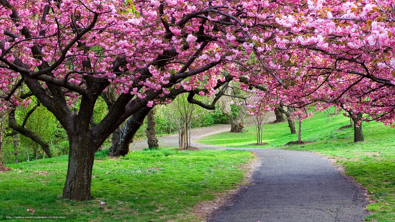 Cherry blossom pathway