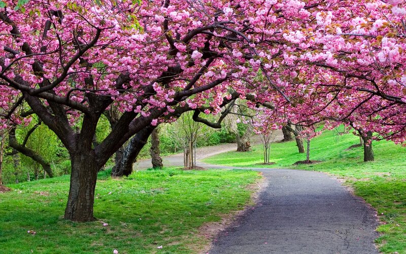 Cherry blossom pathway