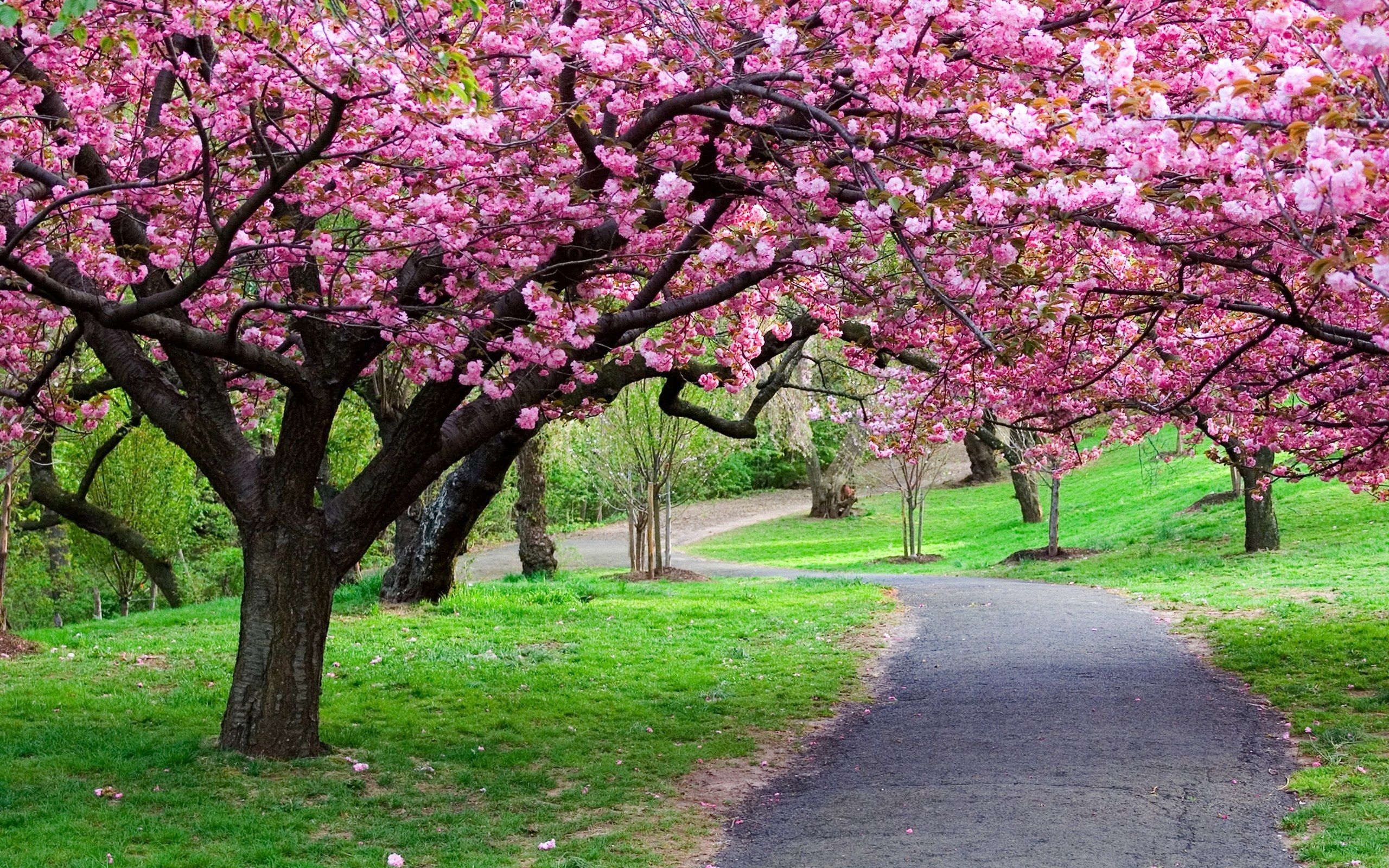 Cherry blossom pathway