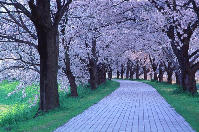 Cherry blossom pathway