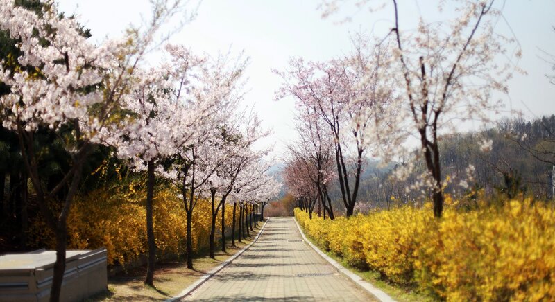 Cherry blossom pathway