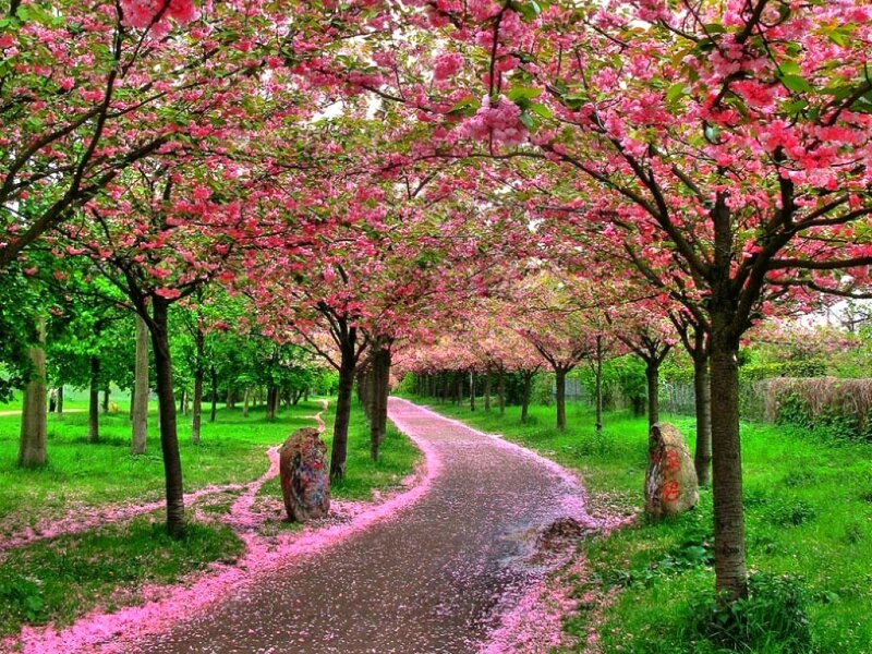 Cherry blossom pathway