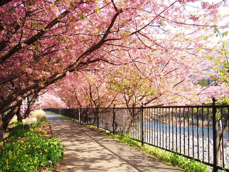 Cherry blossom pathway by river