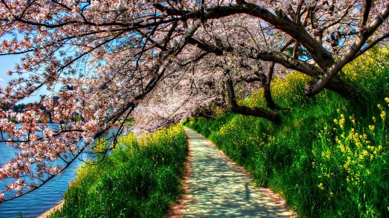 Cherry Blossom Pathway — Green
