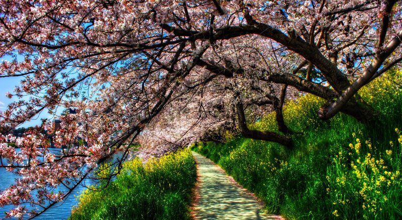 Cherry Blossom Pathway — Pink, Serene, Spring, Photograph, River, Flowers
