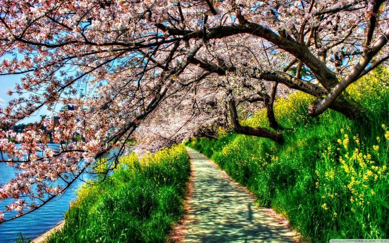 Cherry Blossom Pathway — Pink, Serene, Spring, Photograph, River