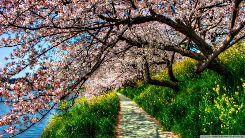 Cherry Blossom Pathway — Pink, Serene, Spring, Photograph, River, Trees