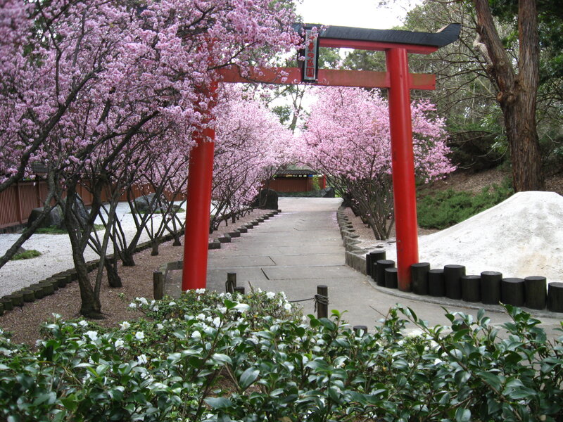 Cherry Blossom Pathway — Pink, Serene, Spring, Photograph