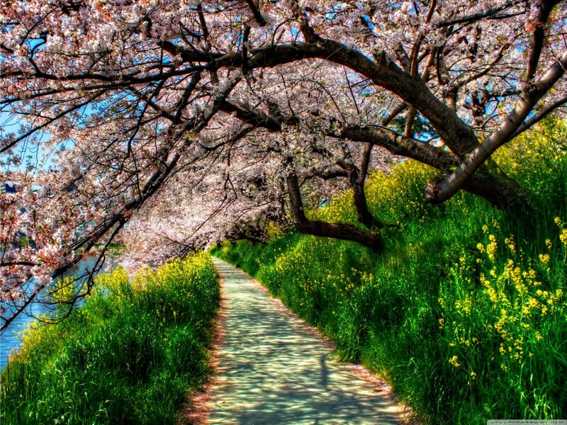 Cherry Blossom Pathway — Pink, Serene, Spring, Photograph, Trees, Path, Flowers