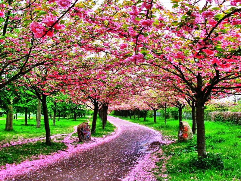 Cherry Blossom Pathway — Pink, Serene, Spring, Photograph, Trees, Path