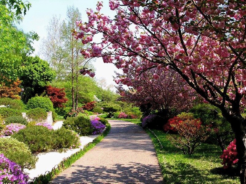 Cherry Blossom Pathway — Pink, Serene, Spring, Photograph, Trees