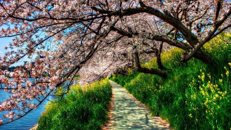 Cherry Blossom Pathway — Pink, Serene, Spring